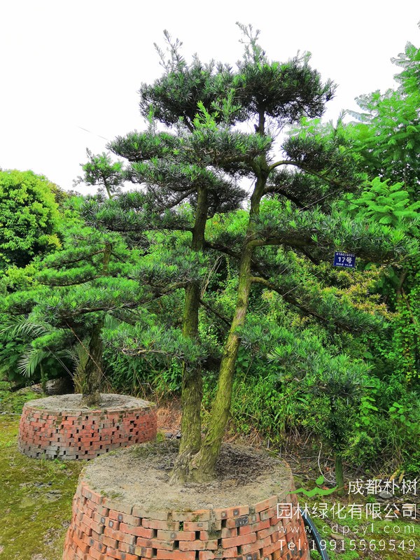 罗汉松的养殖方法，有哪些注意事项？